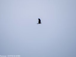 IMGP0269